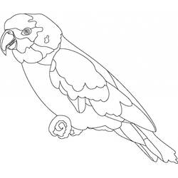 Parrot (Animals) coloring page #179070 to print and color
