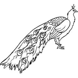 Peacock (Animals) coloring page #197596 to print and color
