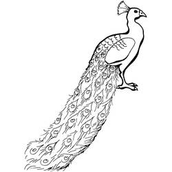 Peacock (Animals) coloring page #197600 to print and color