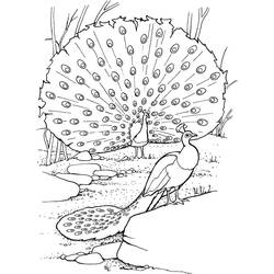 Peacock (Animals) coloring page #197613 to print and color