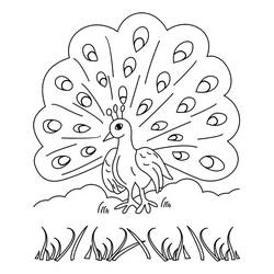 Peacock (Animals) coloring page #197615 to print and color