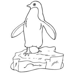 Coloring page: Penguin (Animals) #16864 - Printable coloring pages