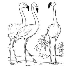 Coloring page: Pink Flamingo (Animals) #198757 - Free Printable Coloring Pages
