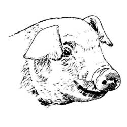 Coloring page: Pork (Animals) #17751 - Printable coloring pages