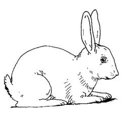 Coloring page: Rabbit (Animals) #9530 - Free Printable Coloring Pages