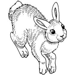 Coloring page: Rabbit (Animals) #9581 - Free Printable Coloring Pages