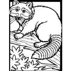 Coloring page: Raccoon (Animals) #19991 - Printable coloring pages