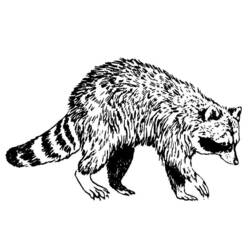 Coloring page: Raccoon (Animals) #20020 - Printable coloring pages