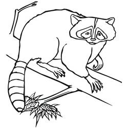 Coloring page: Raccoon (Animals) #208503 - Free Printable Coloring Pages