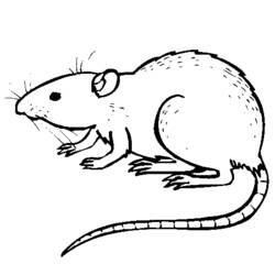 Coloring page: Rat (Animals) #15164 - Printable coloring pages