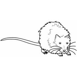 Coloring page: Rat (Animals) #15183 - Printable coloring pages