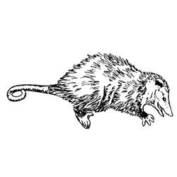 Coloring page: Rat (Animals) #15254 - Printable coloring pages