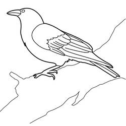 Raven (Animals) coloring page #209012 to print and color