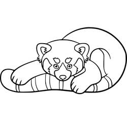 Red Panda (Animals) coloring page #212045 to print and color