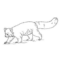Red Panda (Animals) coloring page #212046 to print and color