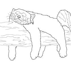 Red Panda (Animals) coloring page #212057 to print and color