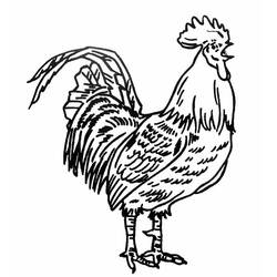 Coloring page: Rooster (Animals) #4104 - Printable coloring pages