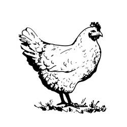Coloring page: Rooster (Animals) #4133 - Free Printable Coloring Pages