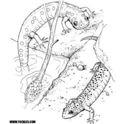 Coloring page: Salamander (Animals) #19890 - Printable coloring pages