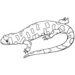 Coloring page: Salamander (Animals) #19902 - Printable coloring pages
