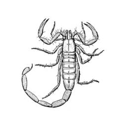 Coloring page: Scorpio (Animals) #14543 - Printable coloring pages