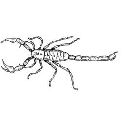 Coloring page: Scorpio (Animals) #14544 - Printable coloring pages