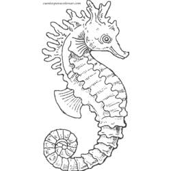 Coloring page: Seahorse (Animals) #18611 - Printable coloring pages