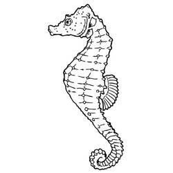 Coloring page: Seahorse (Animals) #18615 - Free Printable Coloring Pages
