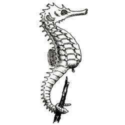 Coloring page: Seahorse (Animals) #18631 - Free Printable Coloring Pages