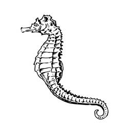 Coloring page: Seahorse (Animals) #18636 - Free Printable Coloring Pages