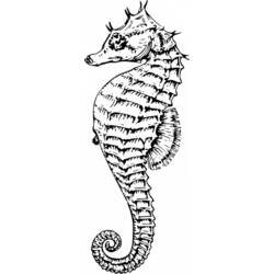 Coloring page: Seahorse (Animals) #18646 - Free Printable Coloring Pages
