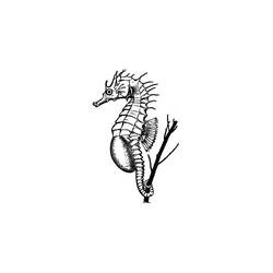 Coloring page: Seahorse (Animals) #18745 - Free Printable Coloring Pages