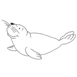 Coloring pages: Seal - Free Printable Coloring Pages