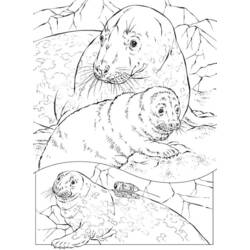 Coloring page: Seal (Animals) #16275 - Free Printable Coloring Pages