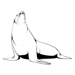 Coloring page: Seal (Animals) #16292 - Free Printable Coloring Pages