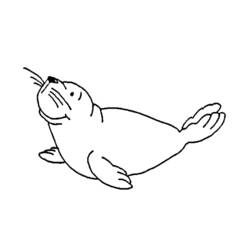 Coloring page: Seal (Animals) #16296 - Printable coloring pages