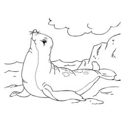 Coloring page: Seal (Animals) #16301 - Printable coloring pages