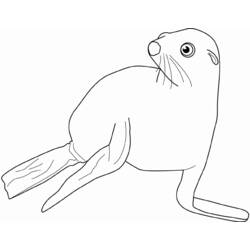 Coloring page: Seal (Animals) #16303 - Free Printable Coloring Pages