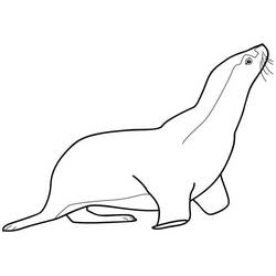 Coloring page: Seal (Animals) #16305 - Printable coloring pages