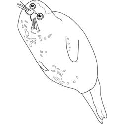 Coloring page: Seal (Animals) #16307 - Free Printable Coloring Pages