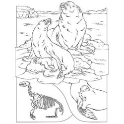 Coloring page: Seal (Animals) #16337 - Free Printable Coloring Pages