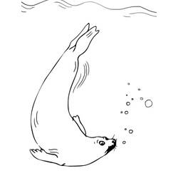 Seal (Animals) coloring page #188106 to print and color