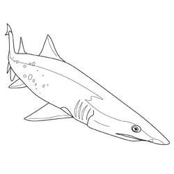 Coloring page: Shark (Animals) #14771 - Free Printable Coloring Pages