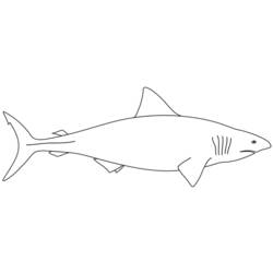 Coloring page: Shark (Animals) #14793 - Printable coloring pages
