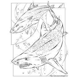 Coloring page: Shark (Animals) #14799 - Free Printable Coloring Pages