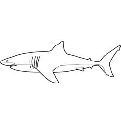 Coloring page: Shark (Animals) #14809 - Printable coloring pages
