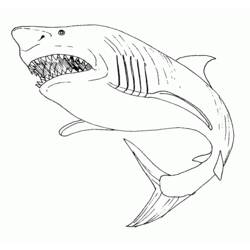 Coloring pages: Shark - Free Printable Coloring Pages