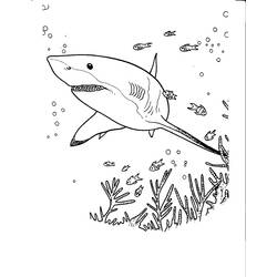 Coloring page: Shark (Animals) #14858 - Printable coloring pages