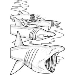 Coloring page: Shark (Animals) #14902 - Printable coloring pages