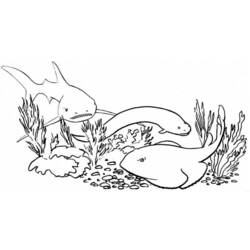 Coloring page: Shark (Animals) #14912 - Free Printable Coloring Pages